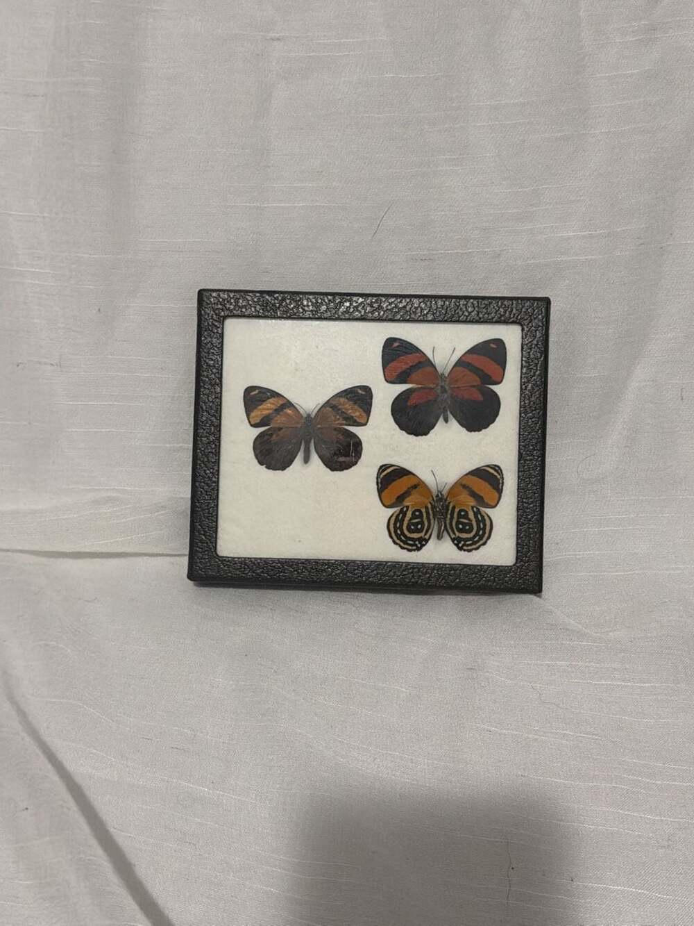 Vtg Riker Specimen Mount Callicore Cynosura Butterfly Taxidermy